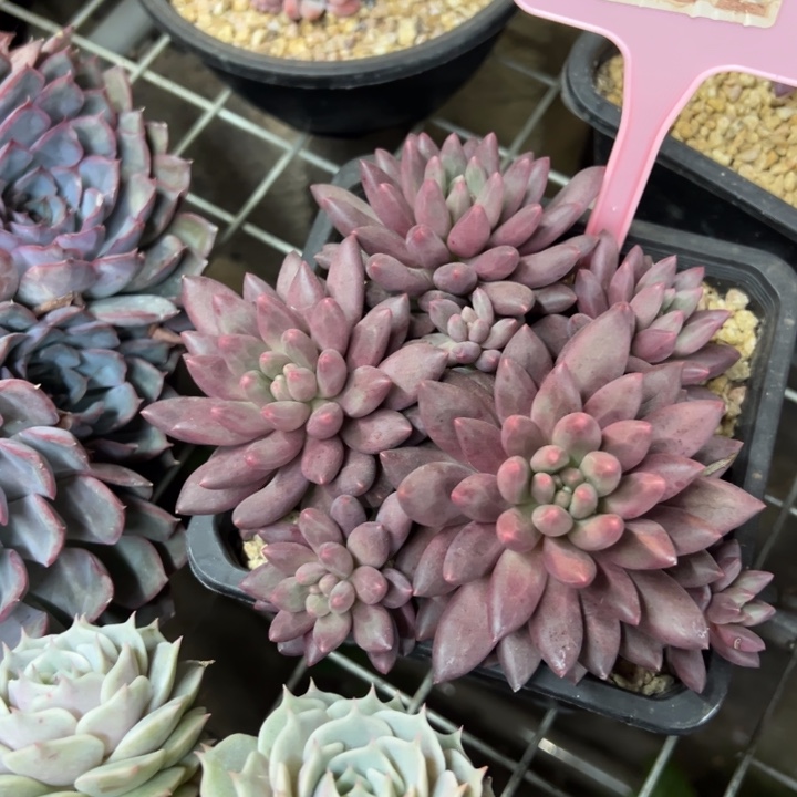 L***a476号水晶球多肉植物