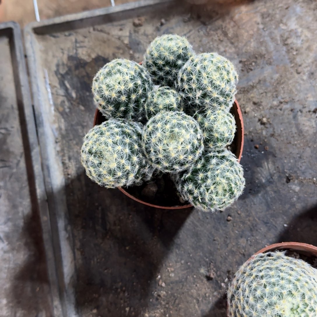 真***萱可口可乐可口可乐