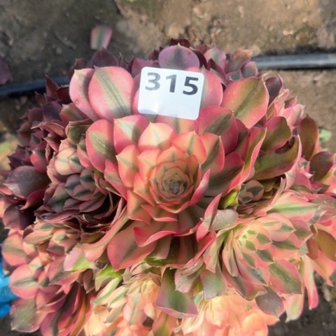 法师香妃18-15多肉