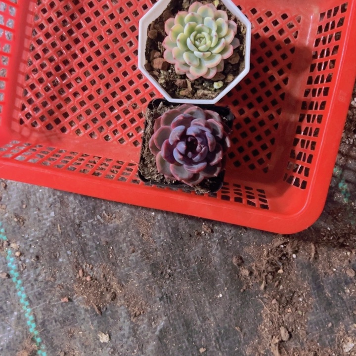 滚蓝莓精品多肉植物大战