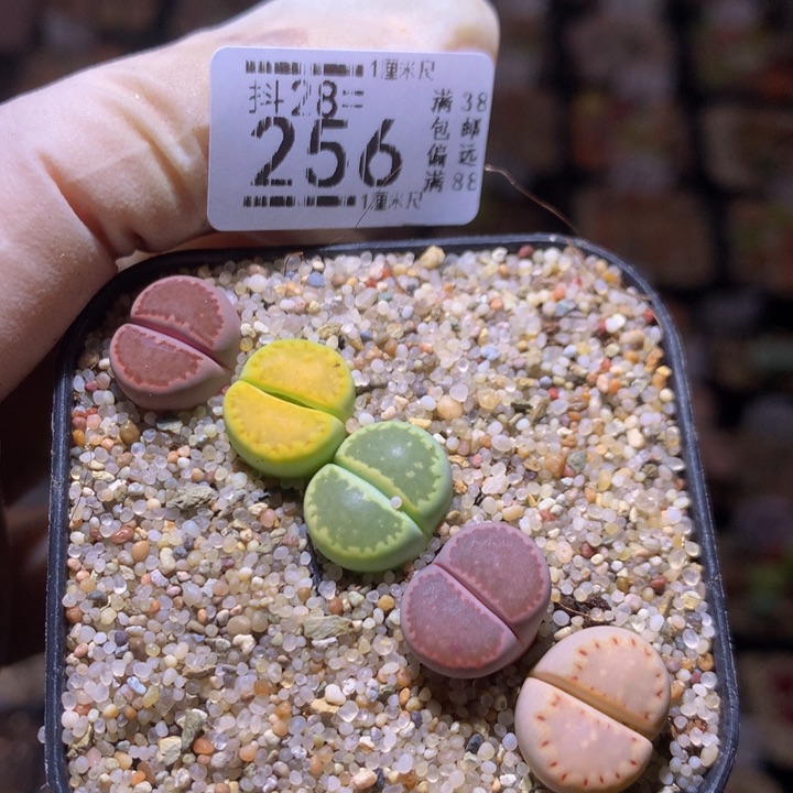 精品生石花28.256