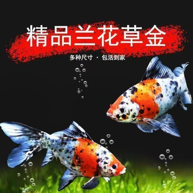 【精品水墨兰花】10-12公分冷水观赏鱼好养耐活