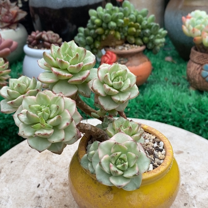 迪亚锦整无砍多肉