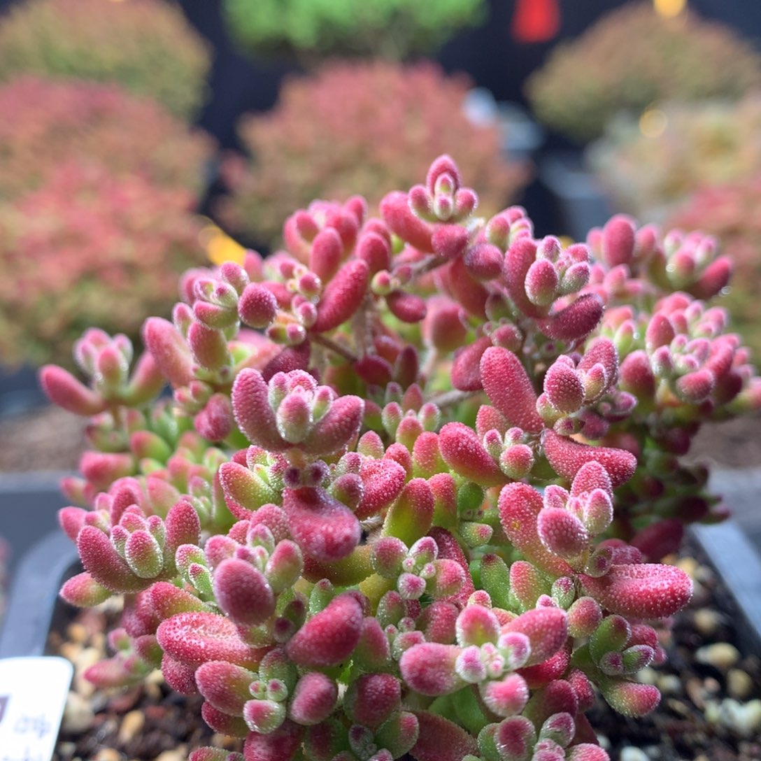 B220红宝石枝干番杏