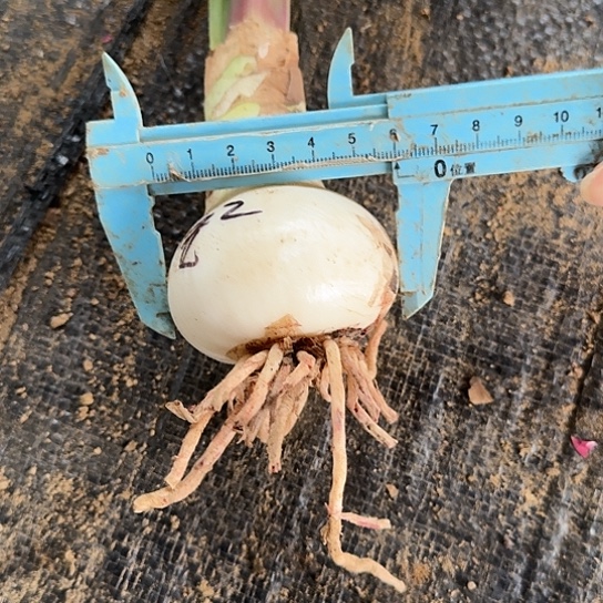 安陌6厘米包对版