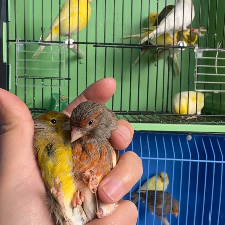 *****文鸟特价桂皮一对，左边公右边母