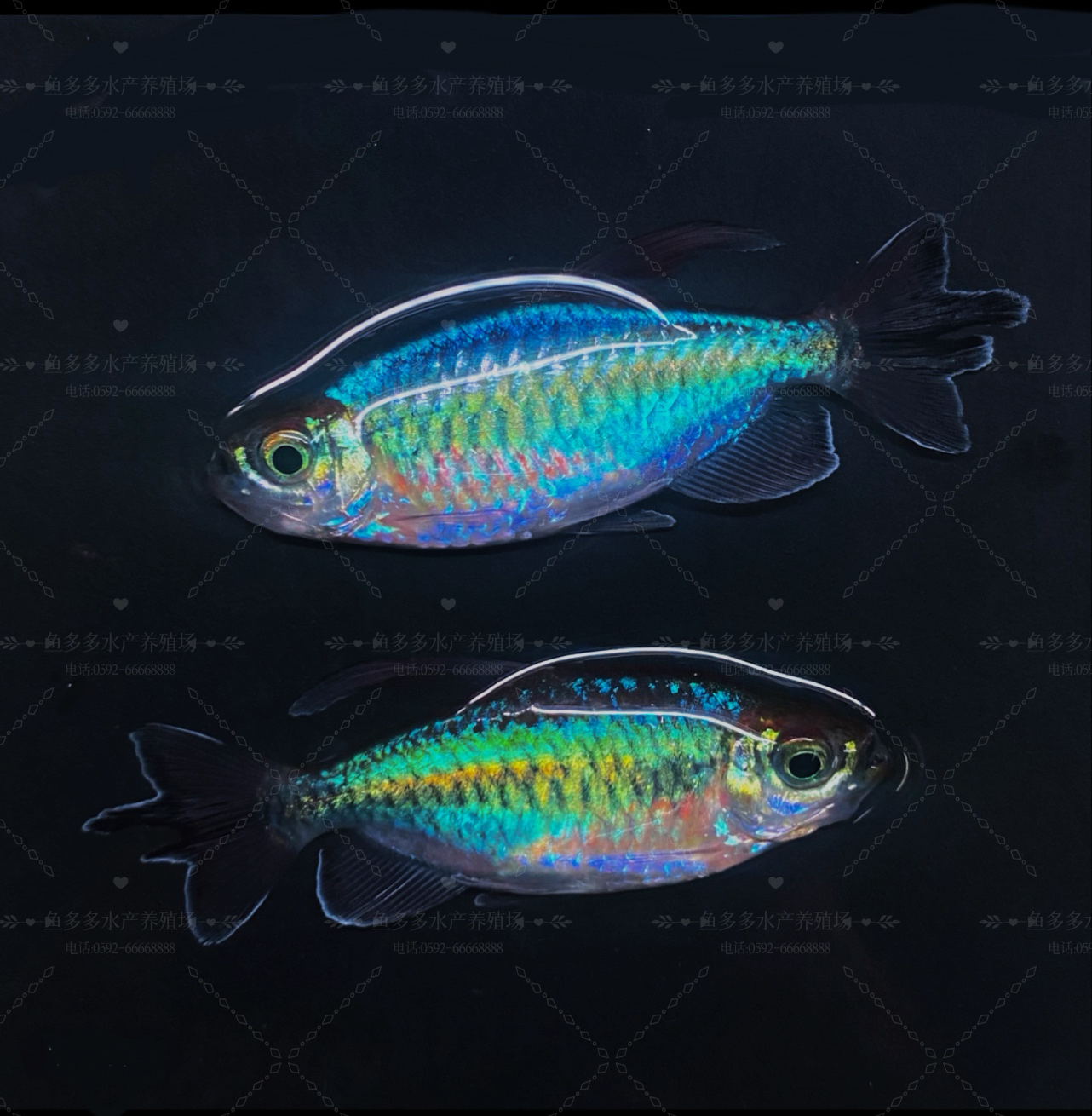 精品刚果美人鱼淡水草缸观赏鱼热带淡水小型鱼群游鱼活体好养易活