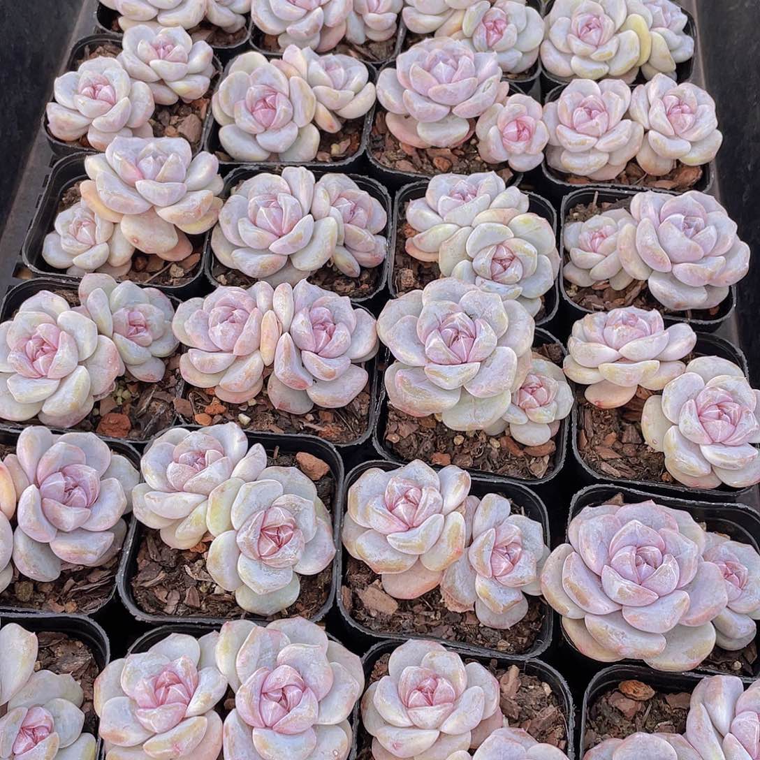 量拍105号 芋圆啵啵双头一个