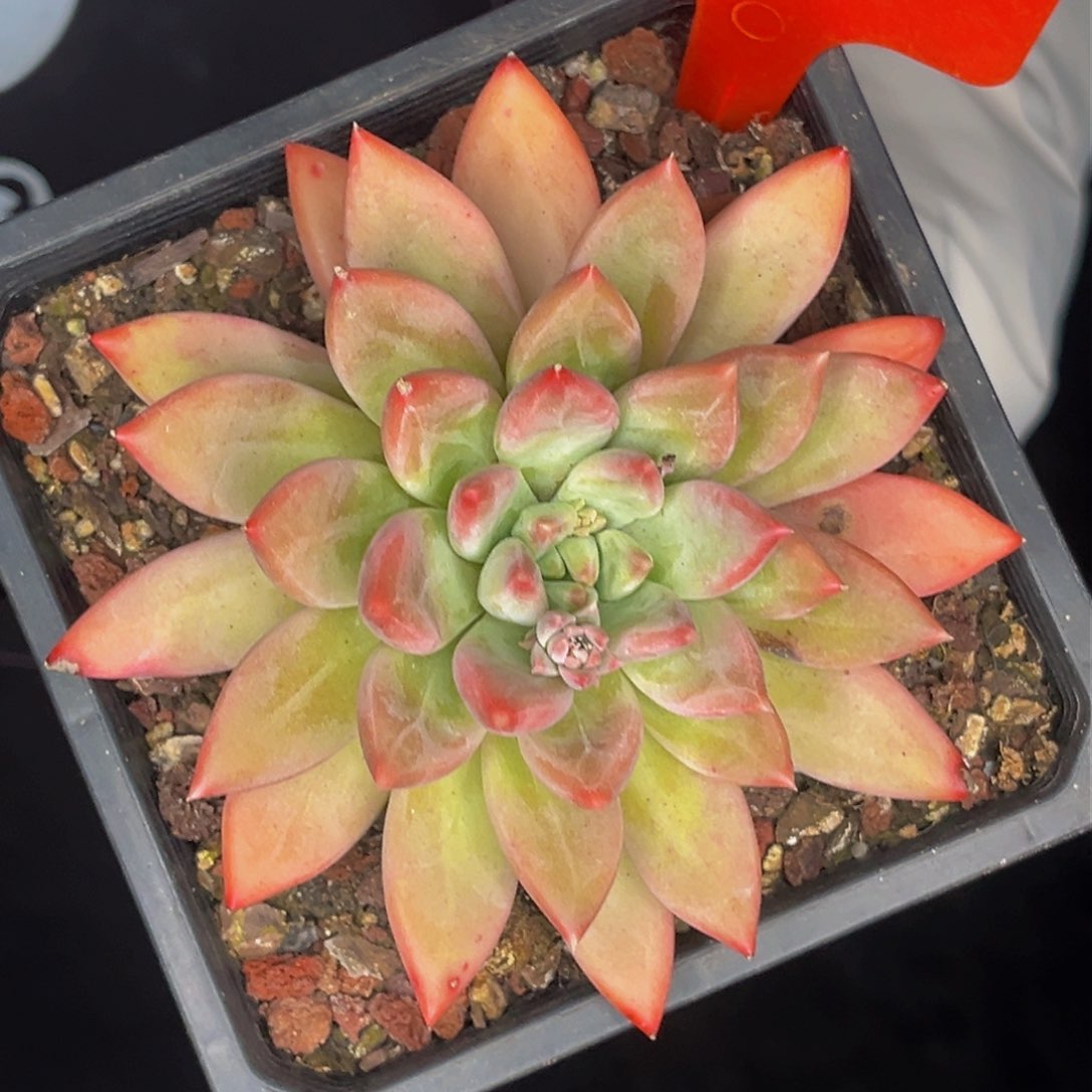 3008号晚上多肉植物群生多肉