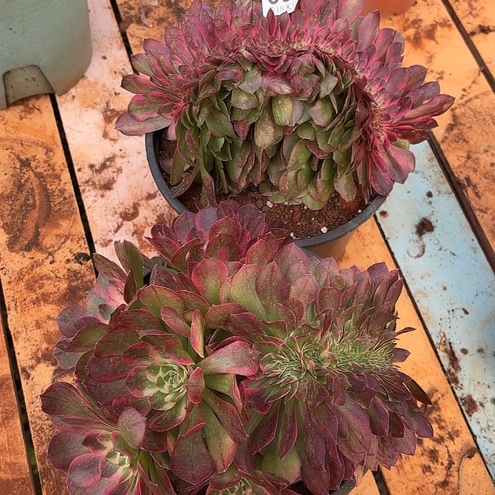 098荔枝，海王缀化组合诺米多肉法师锦不包售后