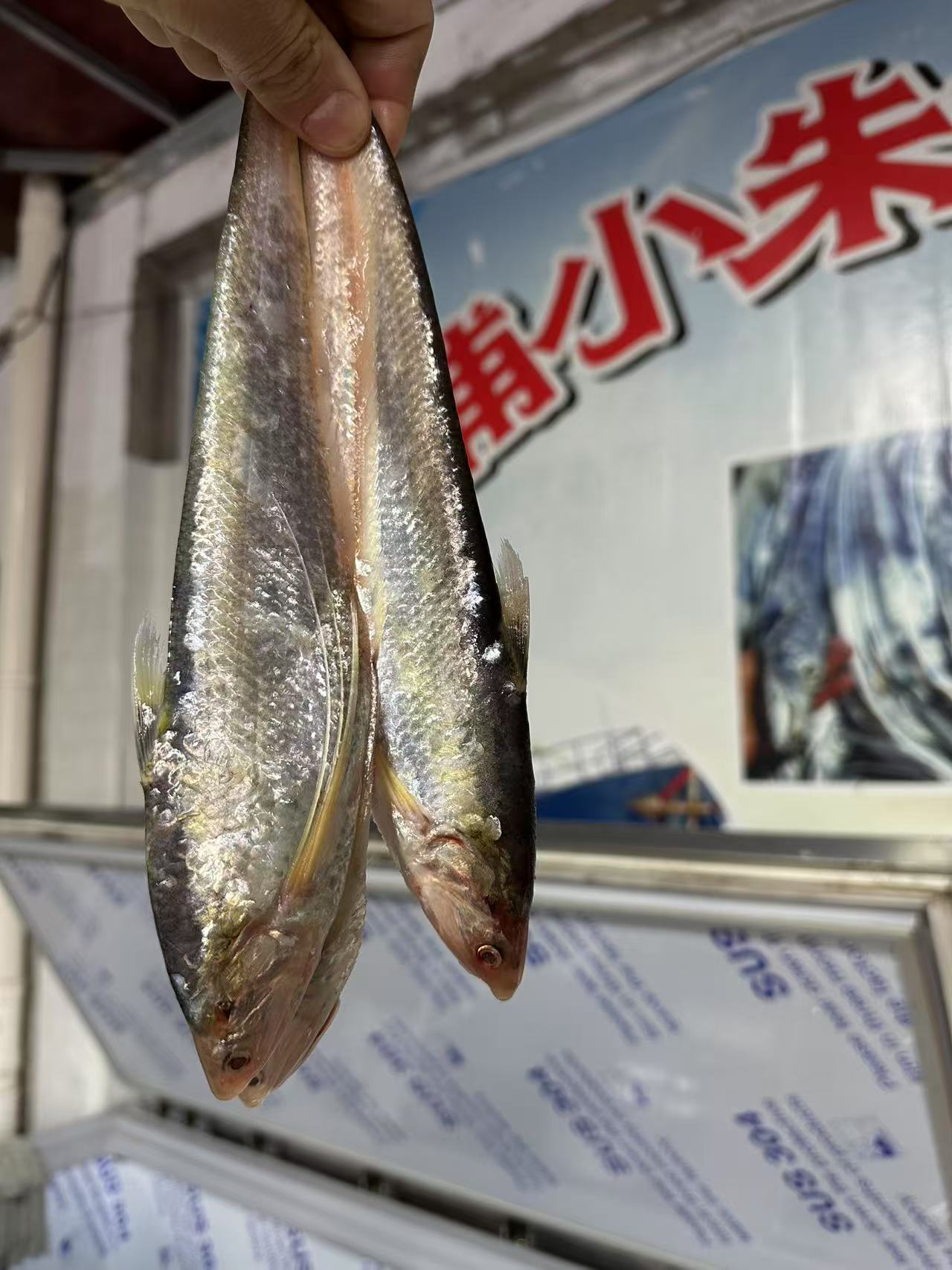 冰鲜  石浦 小朱领鲜 海刀鱼2/3斤/份