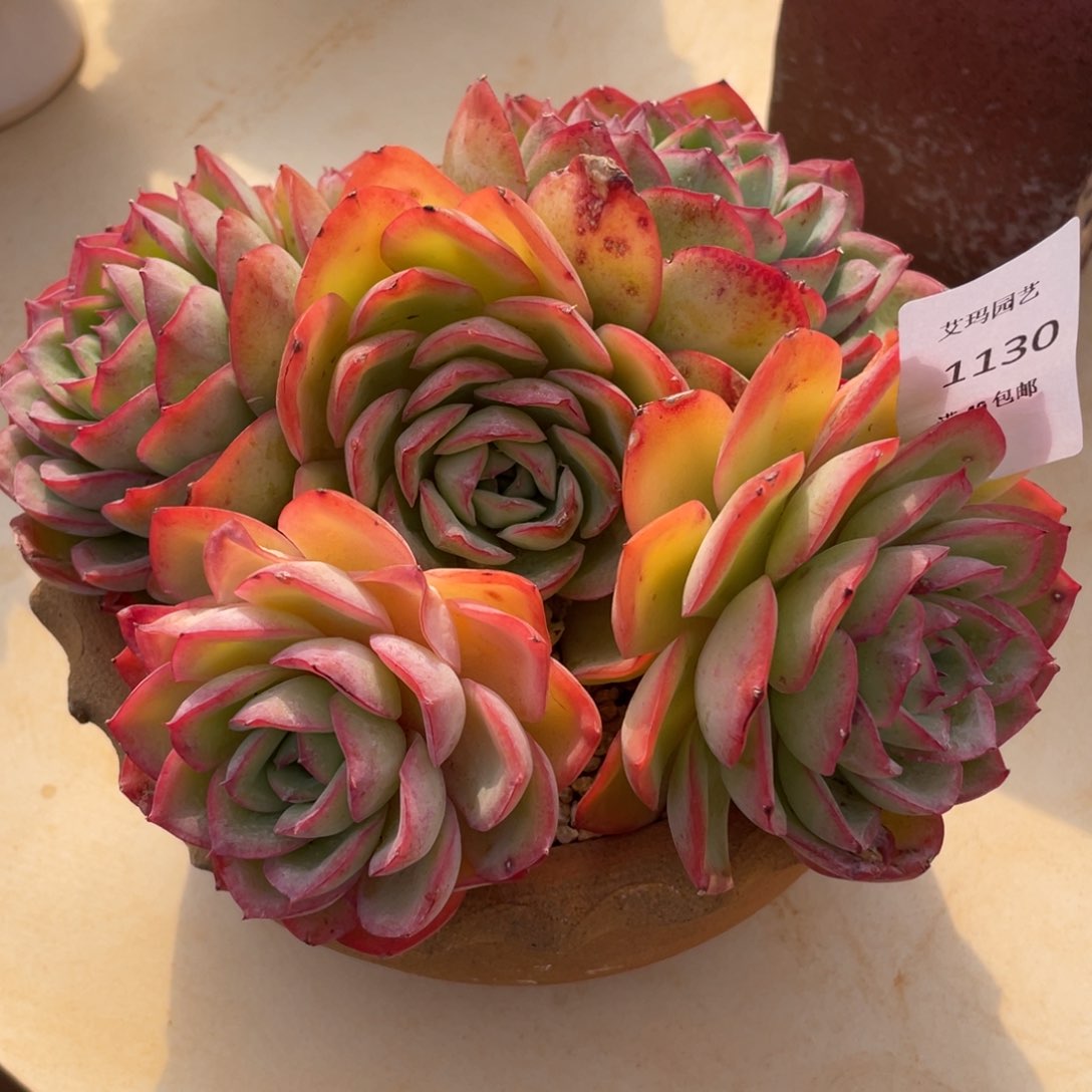 晨露有砍多肉多天1130