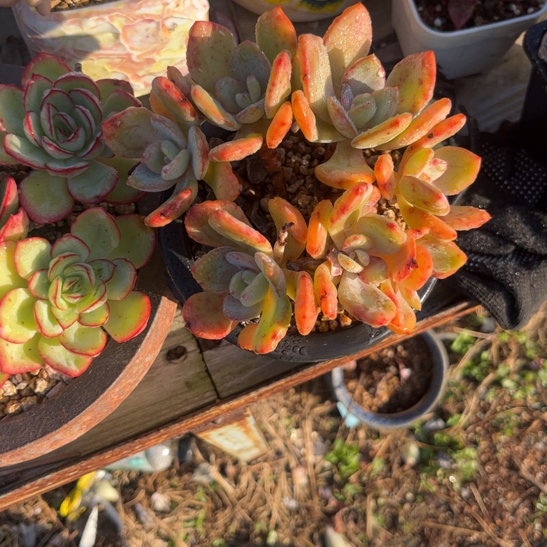 小***呜1111111111111111111