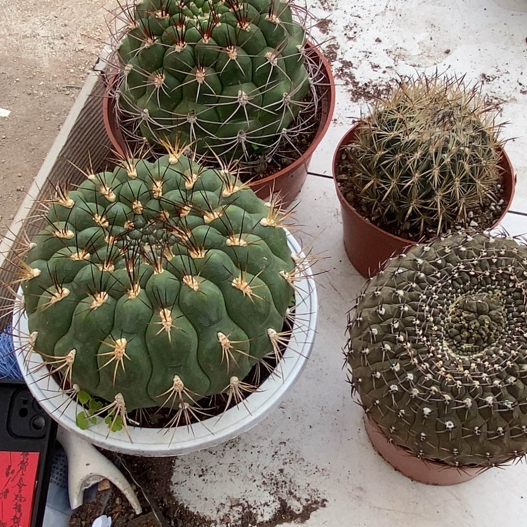 *****无花朵新天地新世界虎爪黑刺凤头