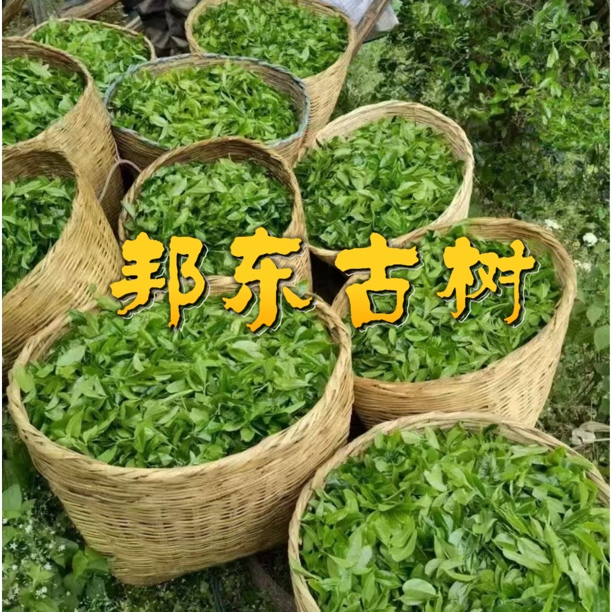 2025年邦东 古树纯料普洱茶生散茶25克