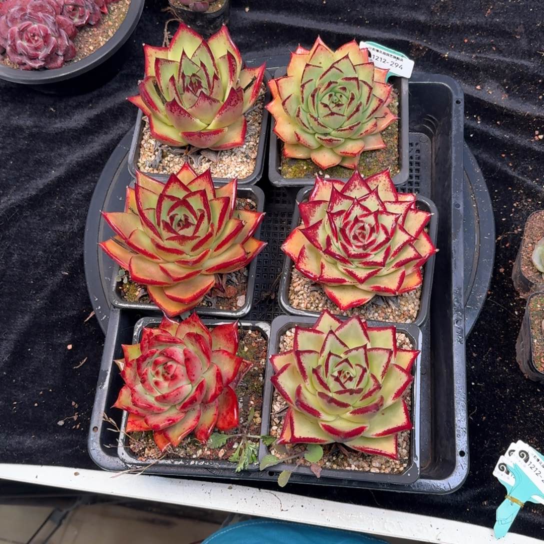 从前慢多肉精选编号1212.294