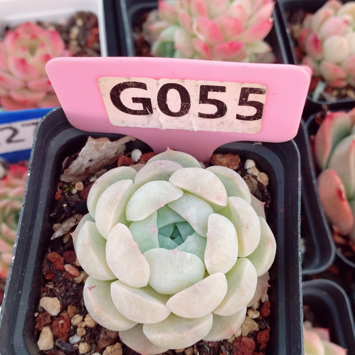 福利多肉植物5cm