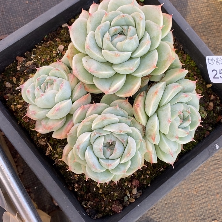 A***光2506补差杂交老桩基地～13厘米