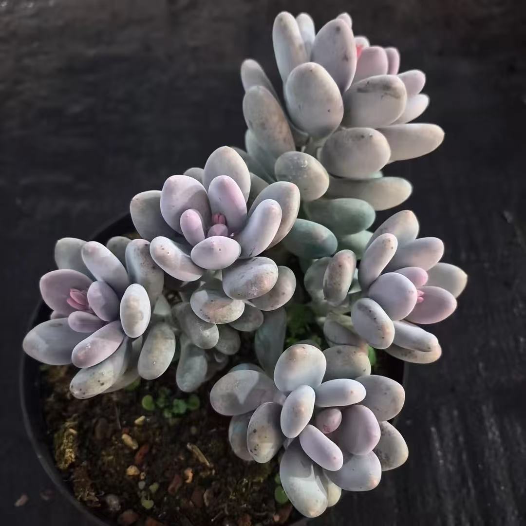 原始奶酪     多肉