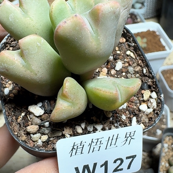 127号多肉植物哇塞c