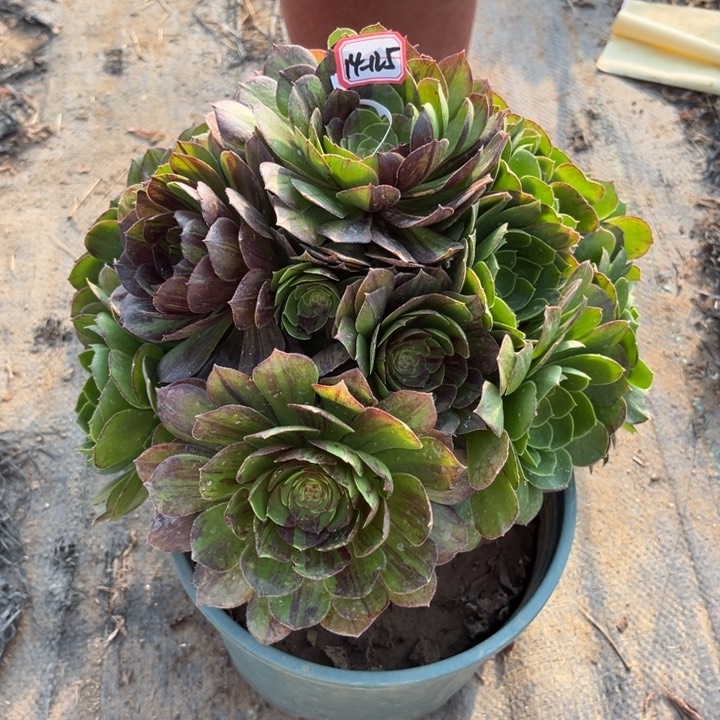 15-125万圣节多肉