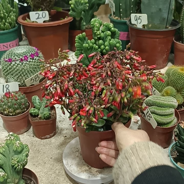 凤尾长寿花       18元