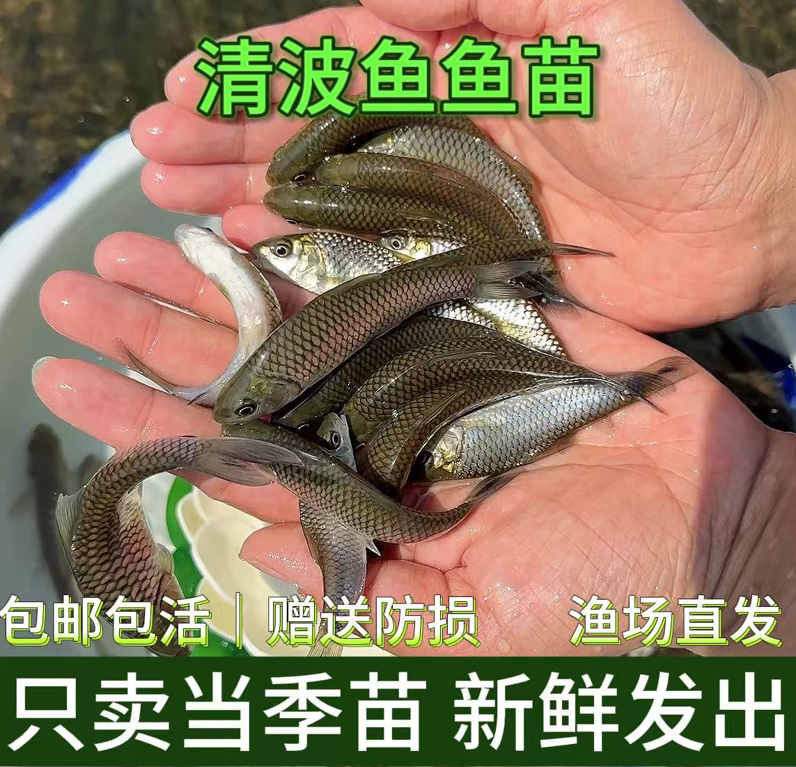 清波鱼 四川眉山发货 淡水养殖