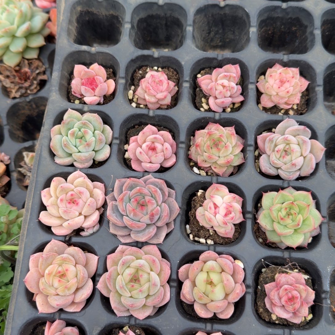 13-35珍妮中门左三左四小的二十颗量拍