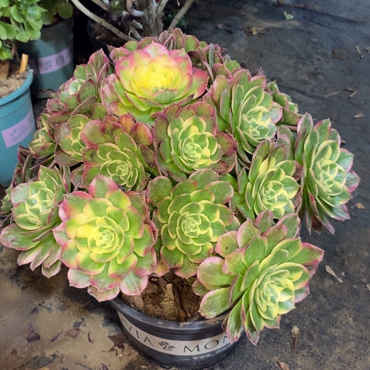 海王多肉植物021。 