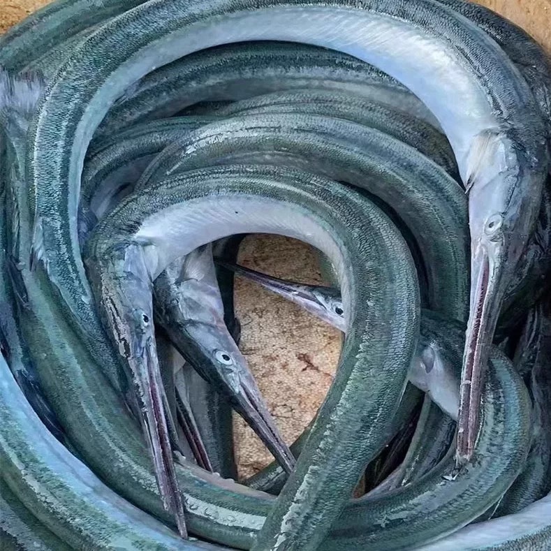 【母针亮鱼大号】大连针亮鱼针良鱼绿骨鱼梁鱼青针鱼 顺丰包邮