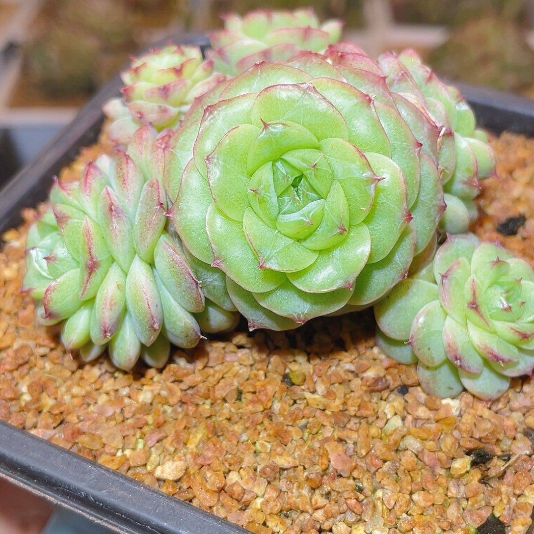 364珍妮母本哈哈哈哈哈哈