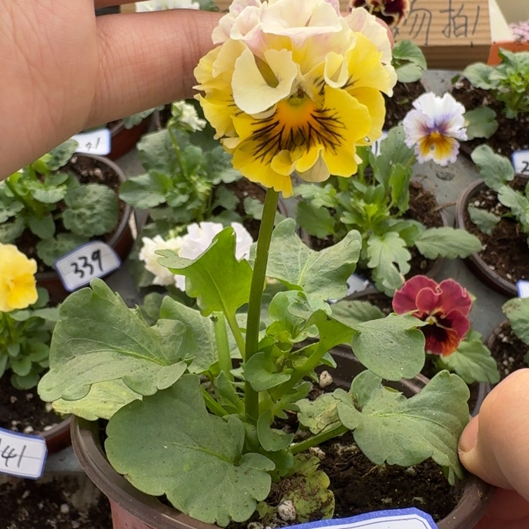 完全开放皱边角堇334