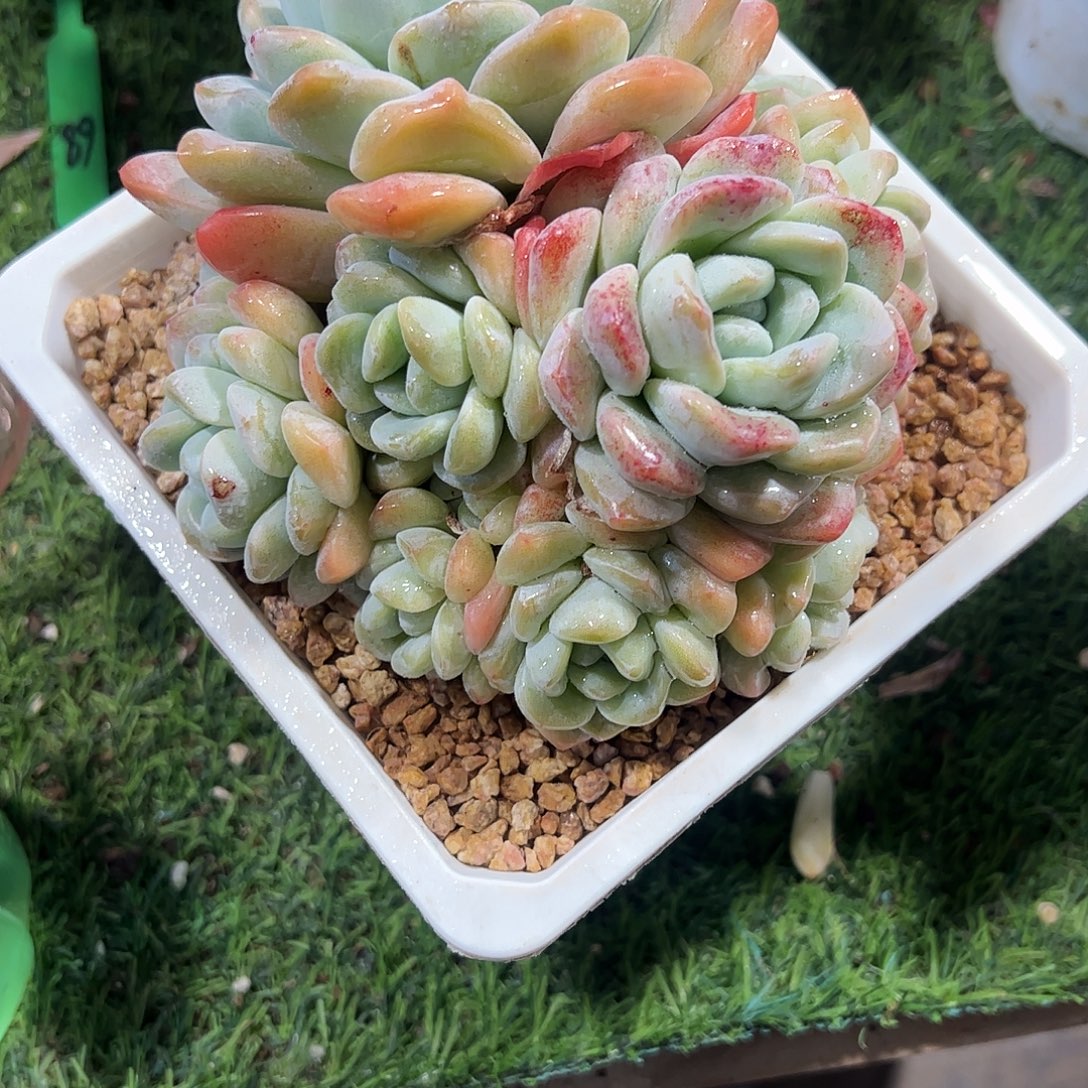 冰玉11头群多肉植物