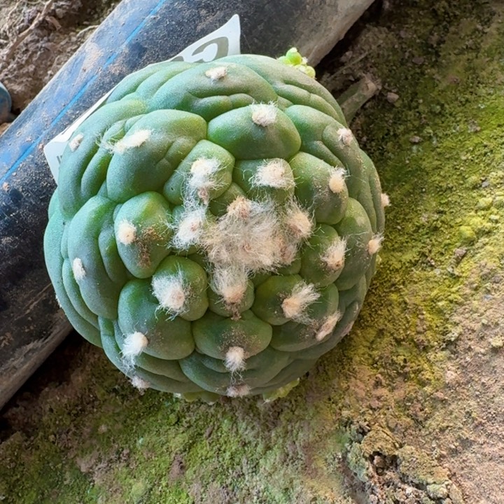 2195落地皱尤仙仙人球