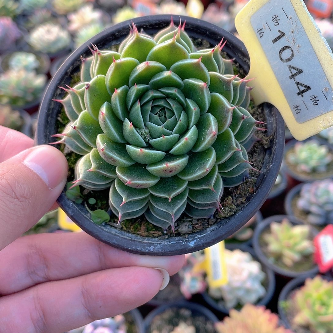 叠叶星芒1044号多肉