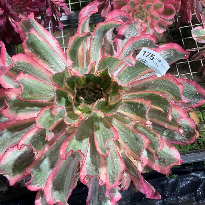 175 魅影多肉法师多肉