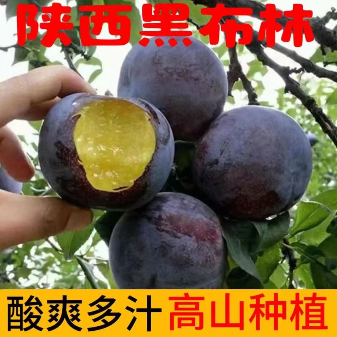 【怕酸勿拍】陕西秦岭山下黑布林李子酸爽多汁5斤装干旱个头不大