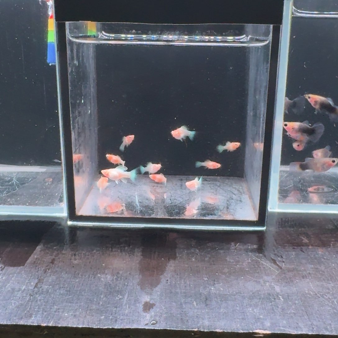 孔雀鱼黄金玛丽鱼苗10条