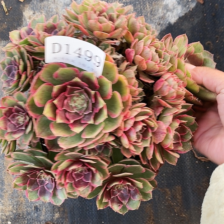 1499粉花妖多肉植物