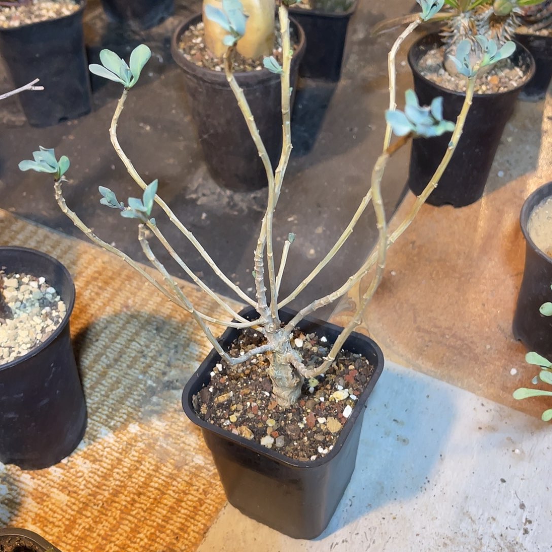 实生厚敦菊一物一拍