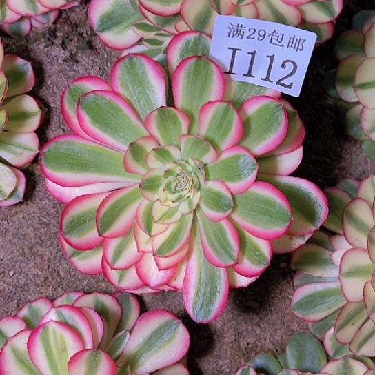 1112荔枝多肉植物