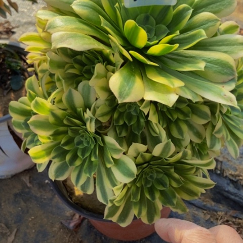 金丝翡翠多肉植物368多肉