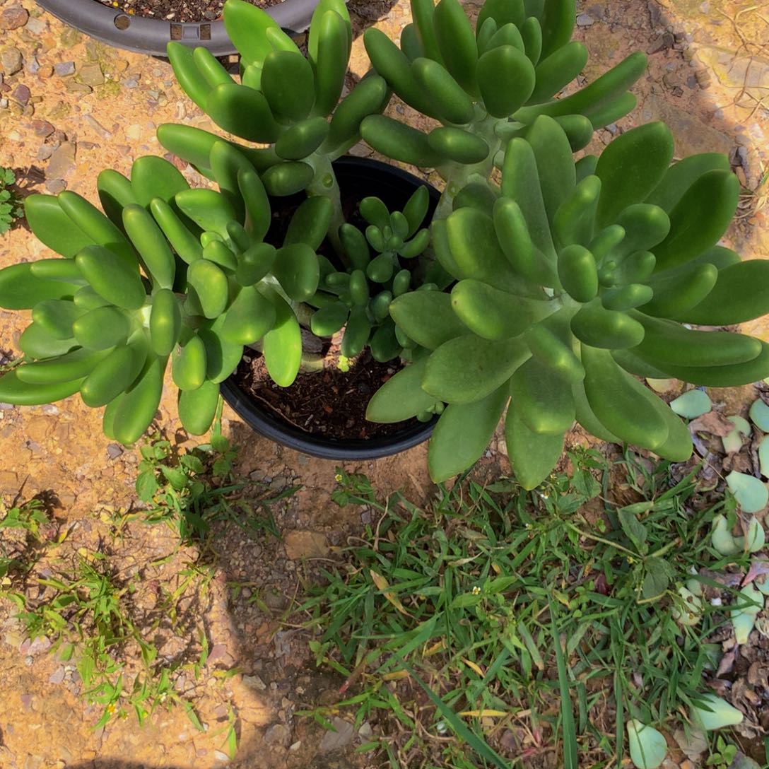 金蝉群生多肉植物