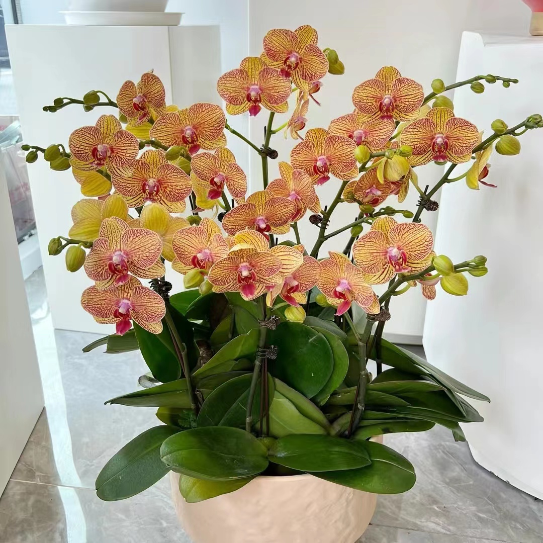 橘色带剑【黄金甲】2.8寸杯叶片瑕疵蝴蝶兰全店满两颗发货