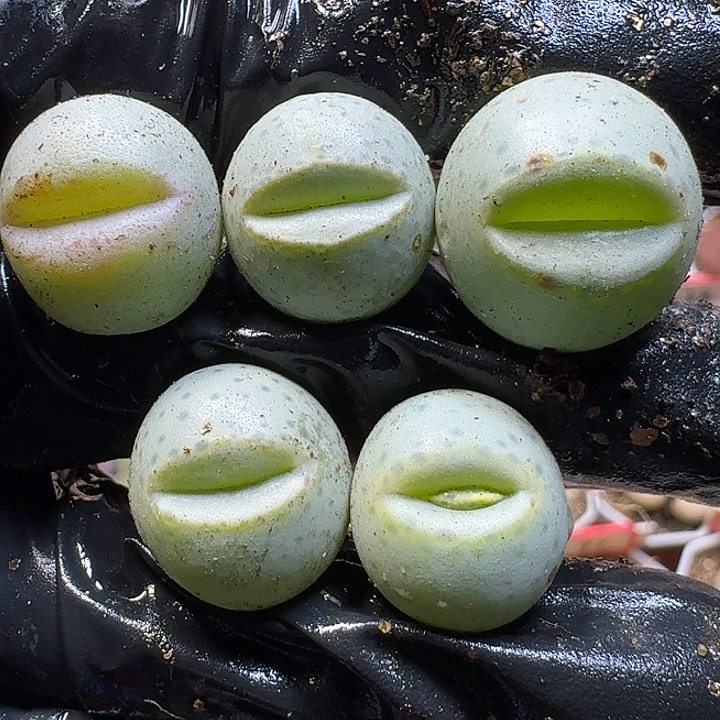 生石花111112。 干疤福利。  鱼嘴。  669