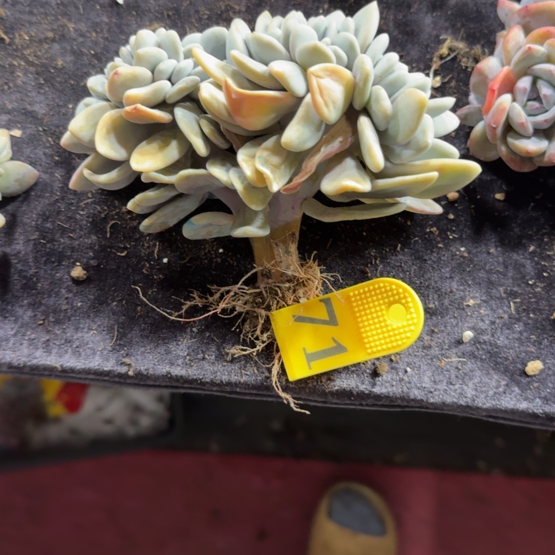 粉兔缀化一物一拍71