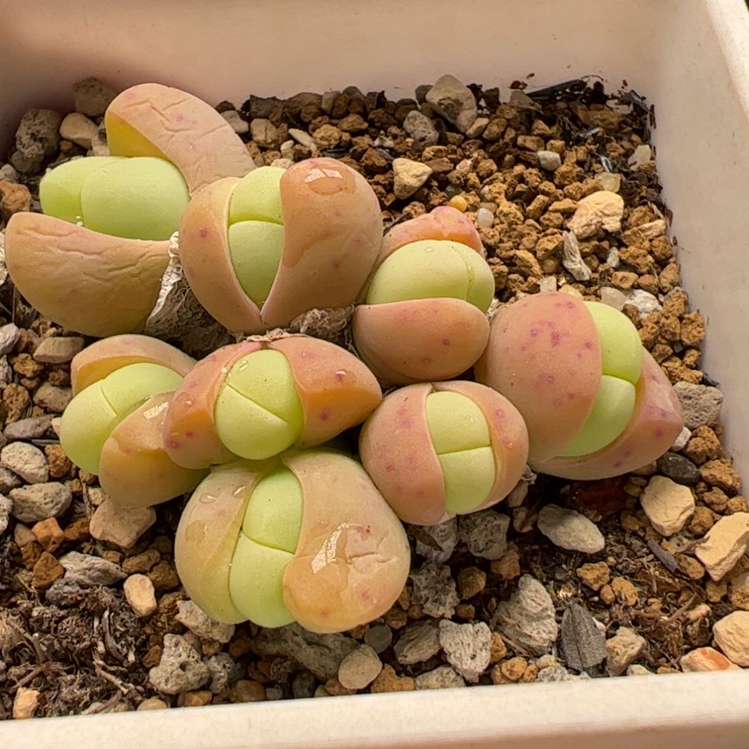 特价多肉植物百科