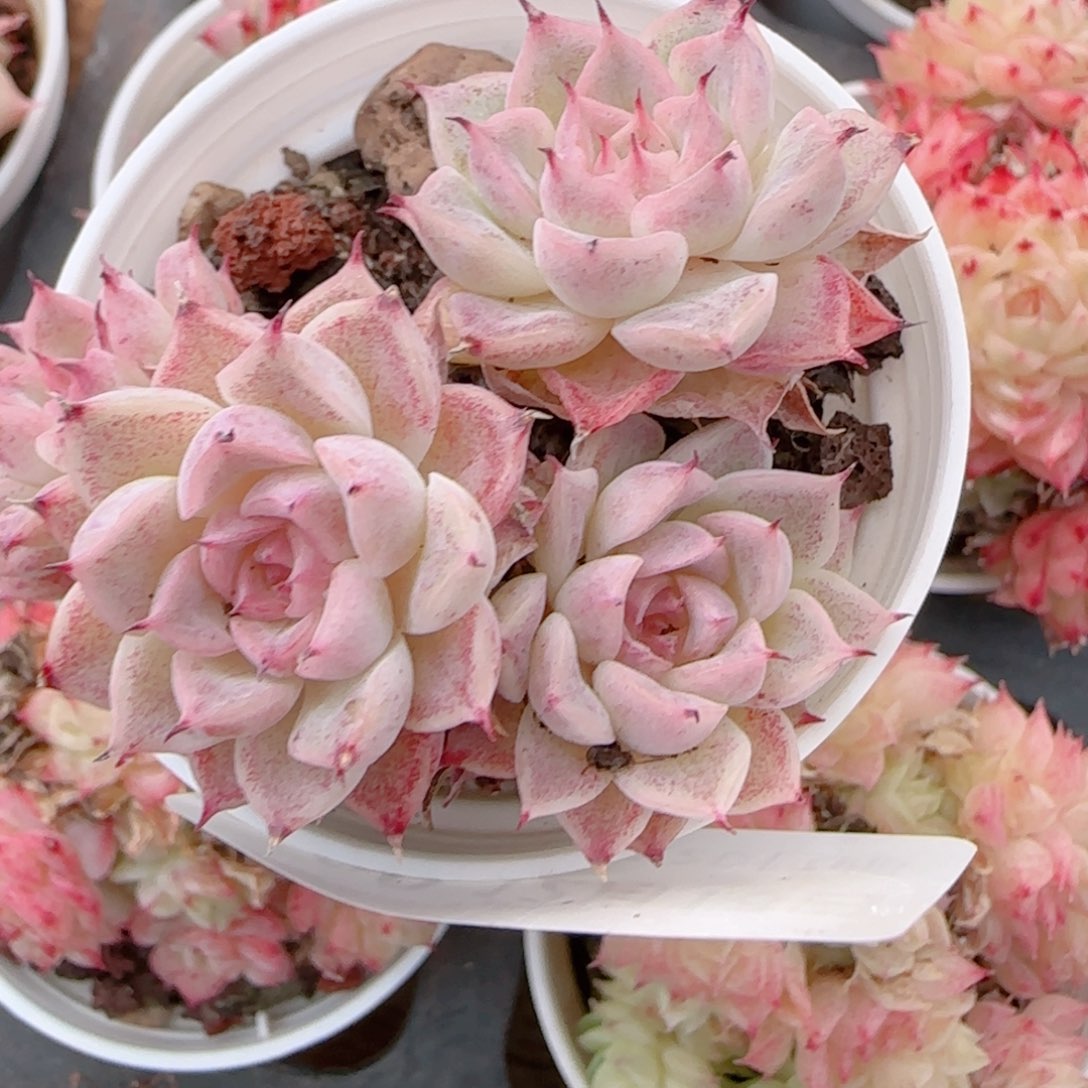 夏***天花语多肉1218-139散