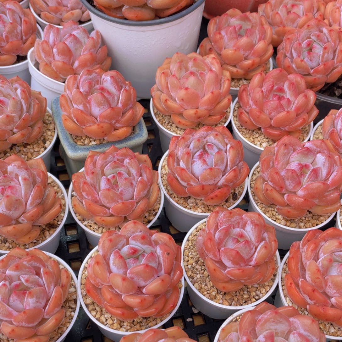 量拍66号 果冻韩版仙女橙单头5个