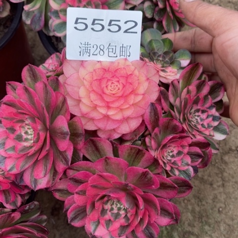 荔枝多肉多肉5552